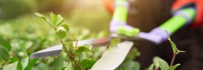 Selective focus of male gardener using big scissors to cut bushes in summer. Close up of man in uniform and gloves using special tool to taking care of backyard plants, backlit. Concept of gardening.