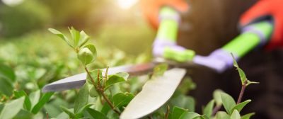 Selective focus of male gardener using big scissors to cut bushes in summer. Close up of man in uniform and gloves using special tool to taking care of backyard plants, backlit. Concept of gardening.